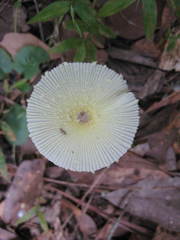 Leucocoprinus fragilissimus image