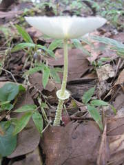 Leucocoprinus fragilissimus image