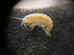 Gammarus pseudolimnaeus