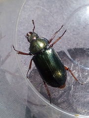 Platycerus