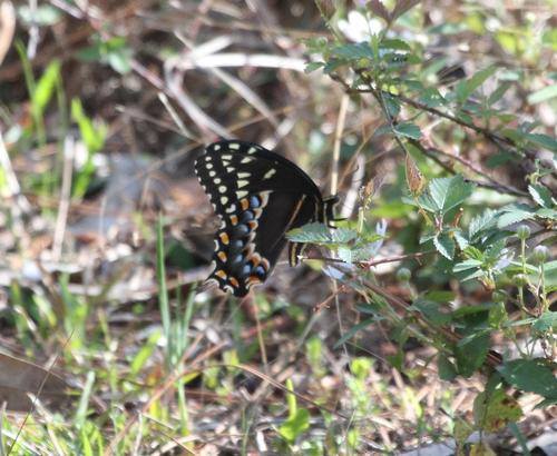 Photo of Palamedes Swallowtail (Papilio palamedes)