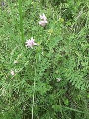 Securigera varia
