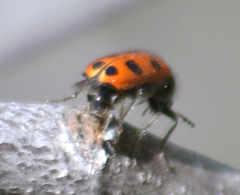 Psoa quadrisignata