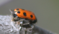 Psoa quadrisignata