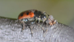 Psoa quadrisignata