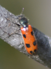 Psoa quadrisignata
