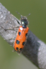 Psoa quadrisignata