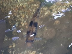 Striuntius lateristriga