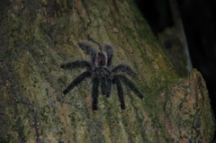 Avicularia juruensis