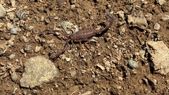 Centruroides gracilis