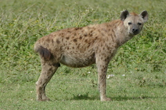 Spotted Hyena photo 2