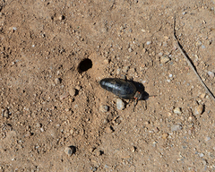 Physomeloe corallifer