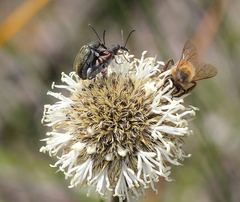 Diaphanops westermanni