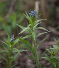 Amsonia repens