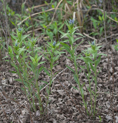 Amsonia repens