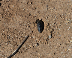 Physomeloe corallifer