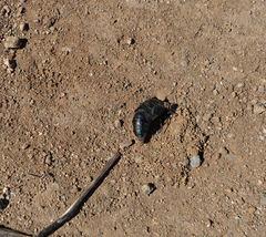 Physomeloe corallifer