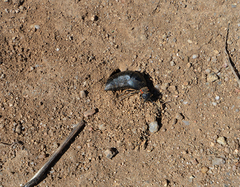 Physomeloe corallifer