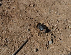 Physomeloe corallifer