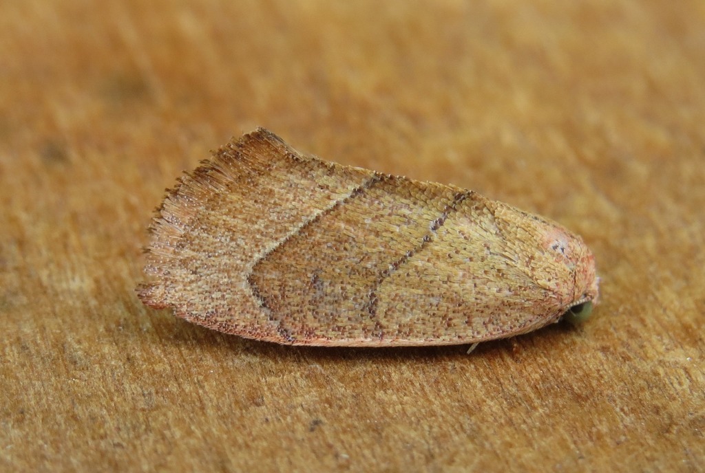 Neaxestis