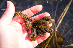 Ceratophyllum