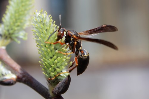 Northern Paper Wasp, photo 3 of 10