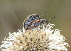 Diaphanops westermanni