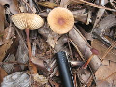 Marasmius cohaerens
