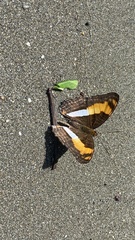 Adelpha phylaca pseudaethalia