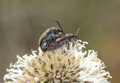 Diaphanops westermanni