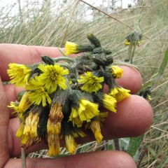 Hieracium avilae