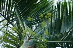 Dypsis pembana