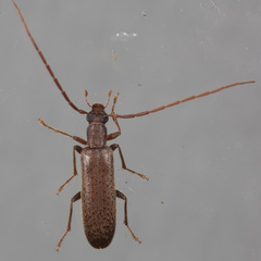 Sparedrus aspersus