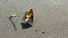 Adelpha phylaca pseudaethalia
