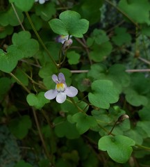 Cymbalaria muralis