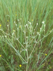 Potentilla argentea