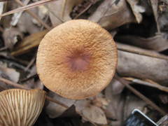 Marasmius cohaerens