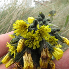 Hieracium avilae