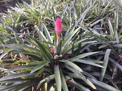 Quesnelia quesneliana