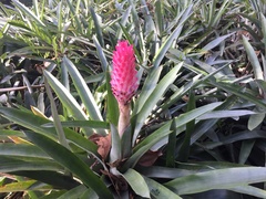 Quesnelia quesneliana