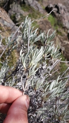 Eriogonum wrightii trachygonum