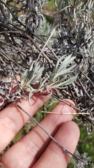 Eriogonum wrightii trachygonum