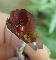 Gladiolus woodii