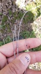 Eriogonum wrightii trachygonum