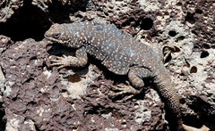 Somuncura Plateau Chuckwalla photo 4