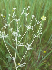 Potentilla argentea