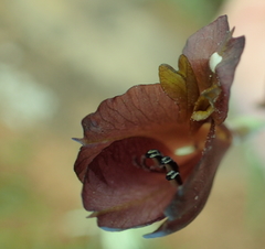Gladiolus woodii