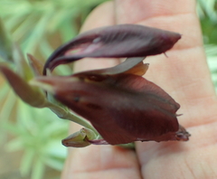 Gladiolus woodii