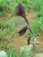 Gladiolus woodii
