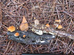 Marasmius fulvoferrugineus